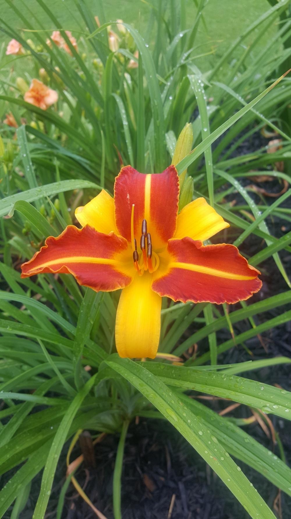 Photo of Daylily (Hemerocallis 'Frans Hals') uploaded by AlistairS