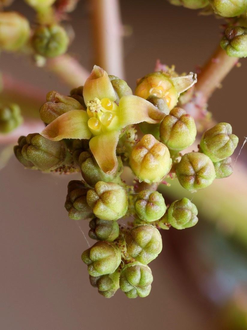 Photo of Succulent Grape (Cyphostemma juttae) uploaded by Baja_Costero