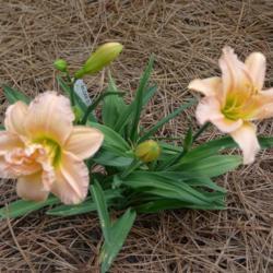 Location: Statesboro, Georgia
Date: 2020-04-17
single and double bloom on new plant