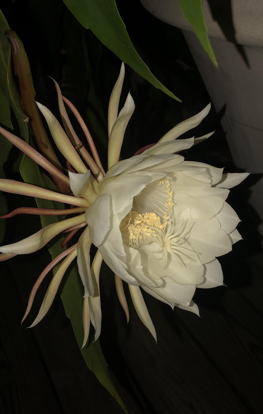 Photo of Queen of the Night (Epiphyllum oxypetalum) uploaded by KimBo1616