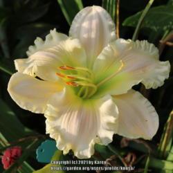 Location: My Garden in PA
Date: 2021-07-15
Gorgeous ruffles!  One of my favorite daylily!