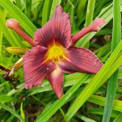 Location: Perennial Plant Peddler, Findlay OH (Flag City Daylily Tour)
Date: 2021-07-09