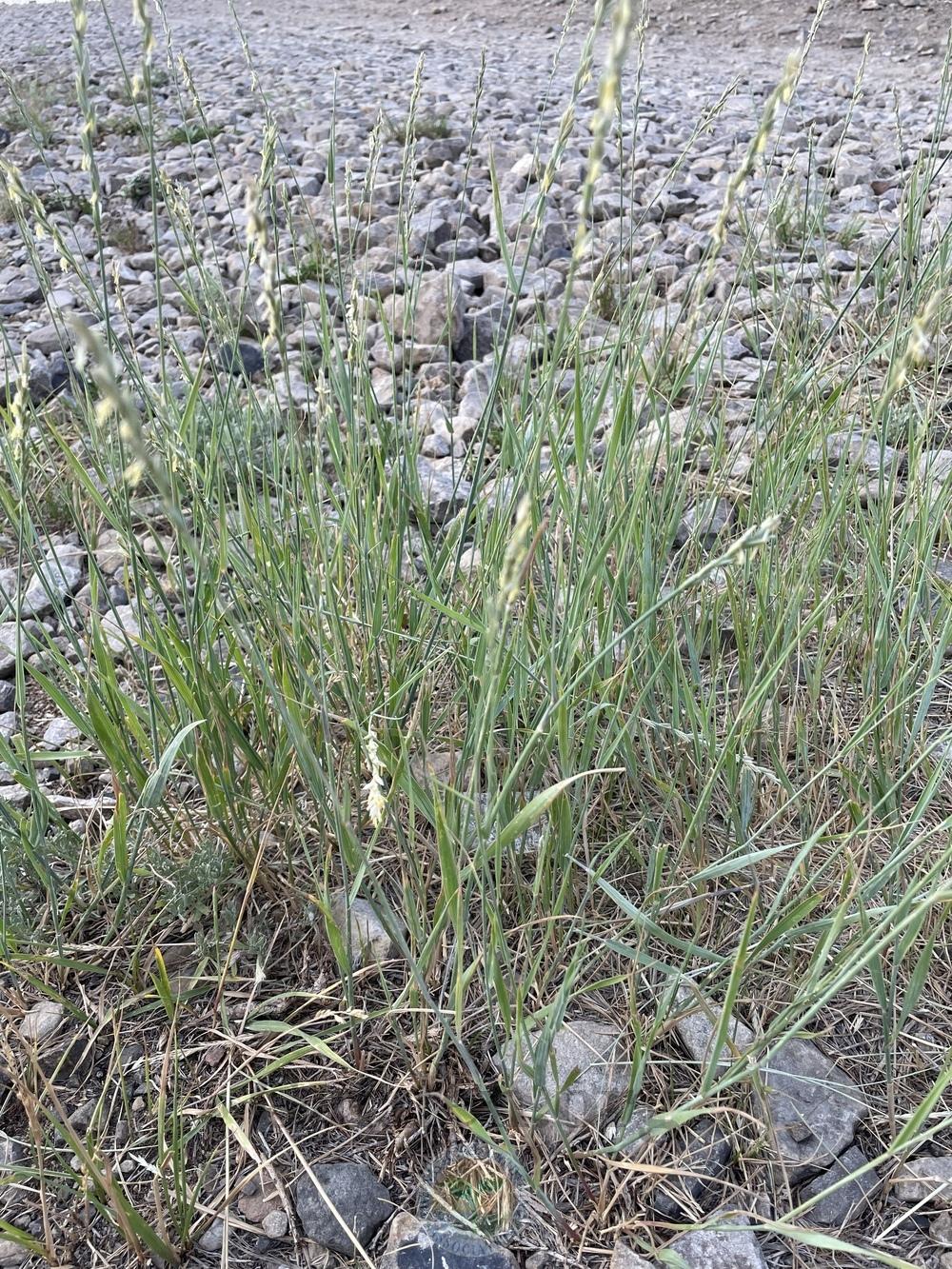 Photo of Western Wheatgrass (Elymus smithii) uploaded by BlueOddish
