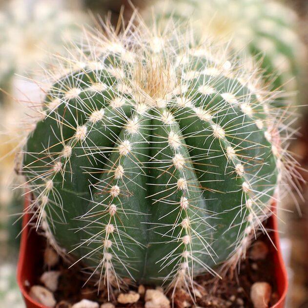 Photo of Ball Cactus (Parodia magnifica) uploaded by Joy