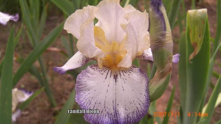 Photo of Tall Bearded Iris (Iris 'Chief John Jolly') uploaded by arilbred