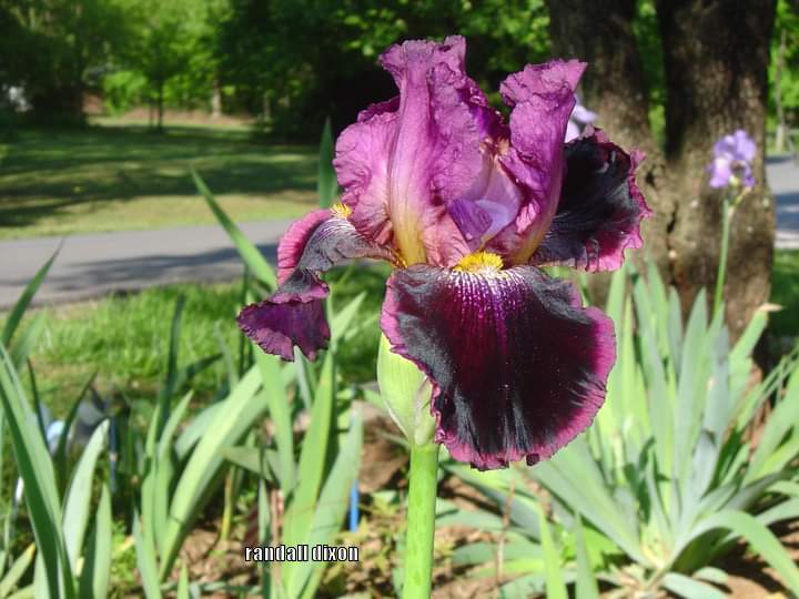Photo of Tall Bearded Iris (Iris 'Scarlet Embers') uploaded by arilbred