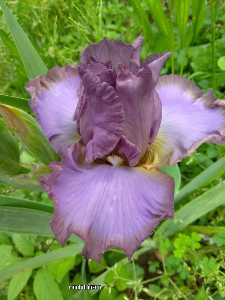 Photo of Tall Bearded Iris (Iris 'Blue Persuasion') uploaded by arilbred