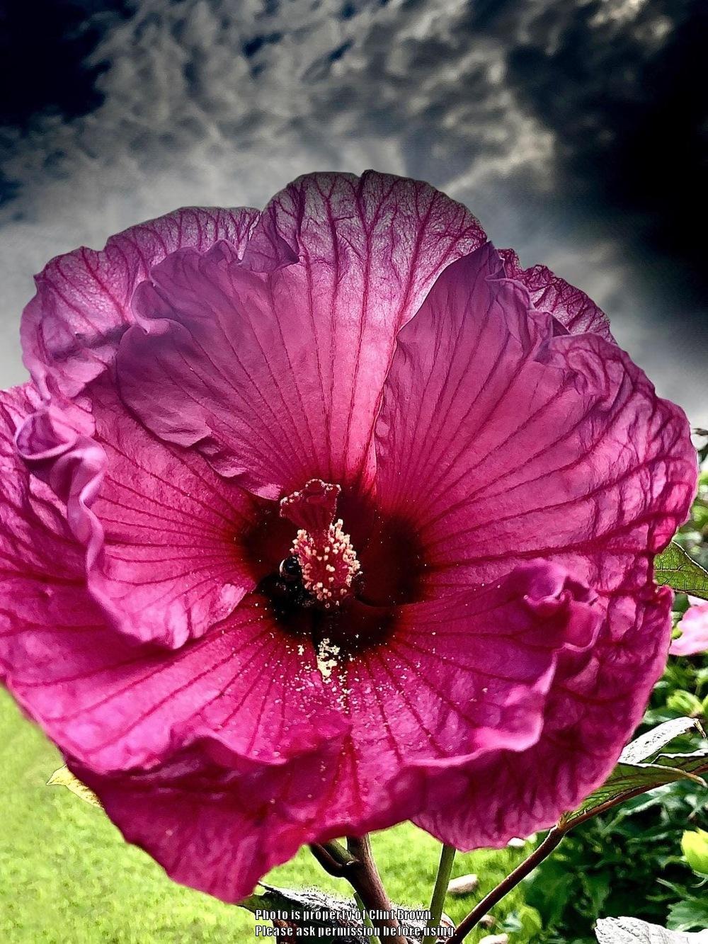 Photo of Hybrid Hardy Hibiscus (Hibiscus 'Plum Crazy') uploaded by clintbrown