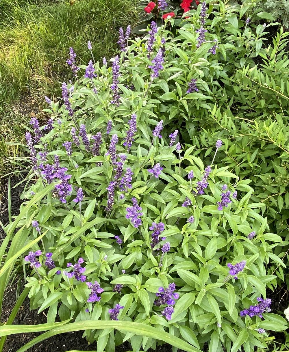 Photo of Mealy Cup Sage (Salvia farinacea 'Evolution') uploaded by csandt