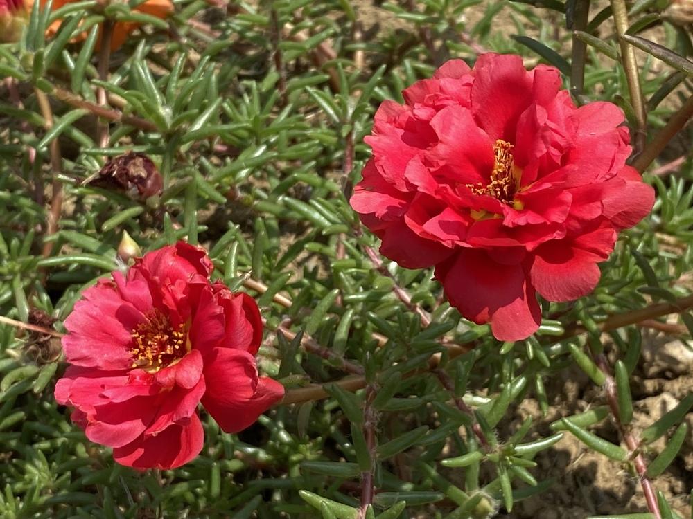 Photo of Moss Rose (Portulaca grandiflora) uploaded by csandt