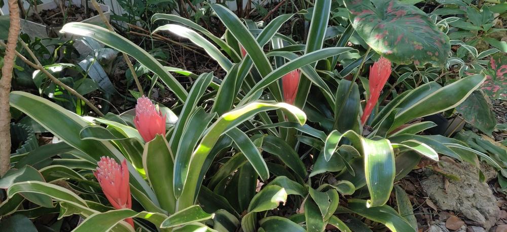 Photo of Bromeliad (Billbergia pyramidalis 'Kyoto') uploaded by dyzzypyxxy