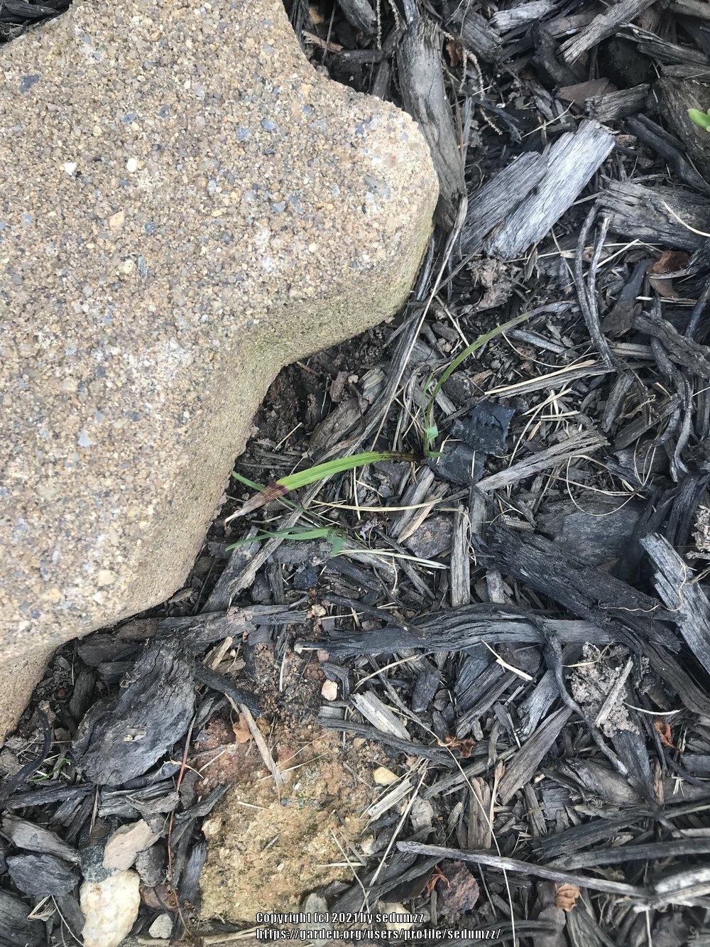 Photo of Eastern Blue-Eyed Grass (Sisyrinchium atlanticum) uploaded by sedumzz