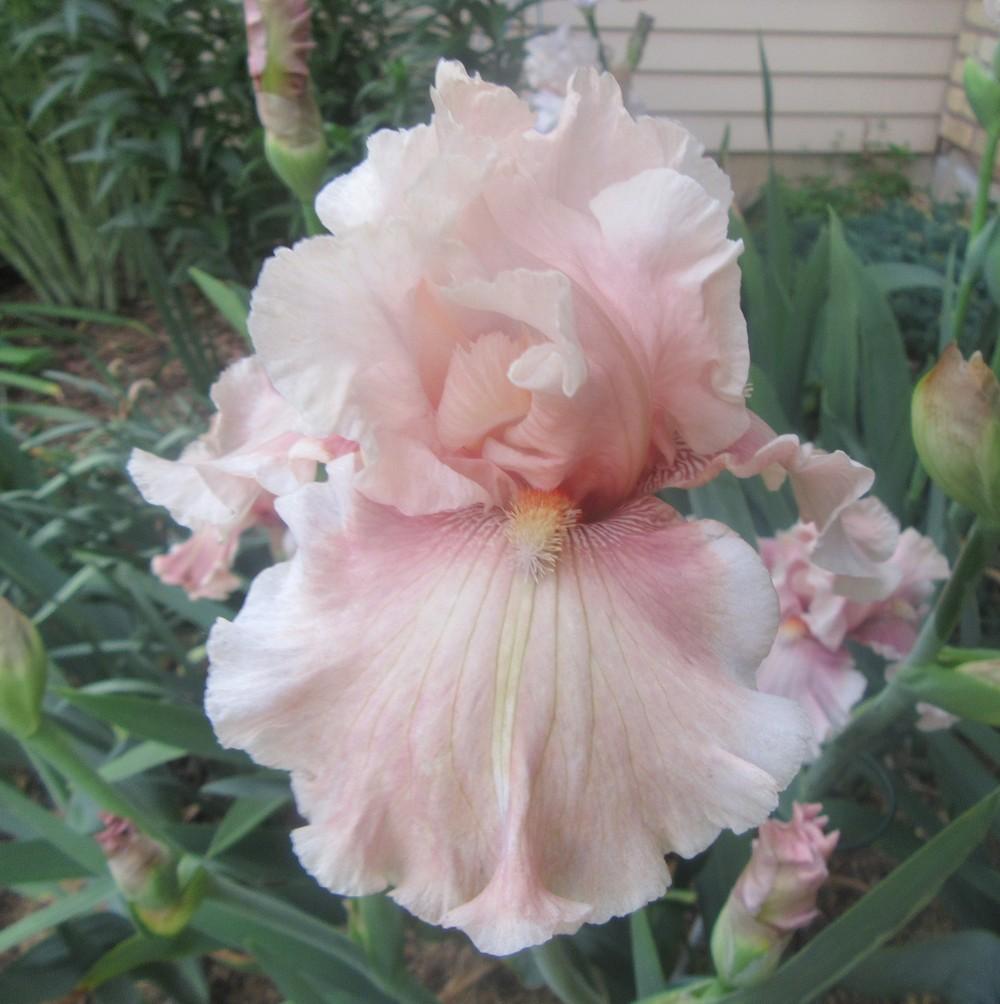 Photo of Tall Bearded Iris (Iris 'I'm Smitten') uploaded by tveguy3