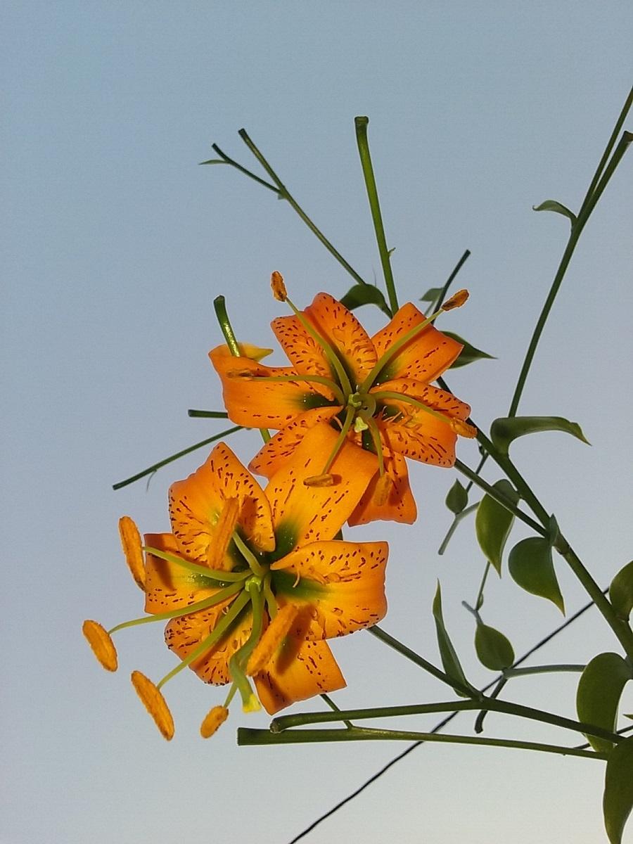 Photo of Henry's Lily (Lilium henryi) uploaded by Lucius93