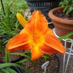 Location: Winston-Salem, NC
Date: 2021-07-21
PM picture: the brilliant orange barely fades, despite being in b