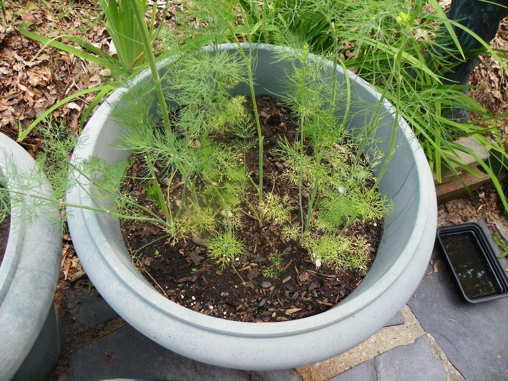 Photo of Dill (Anethum graveolens 'Bouquet') uploaded by Newyorkrita