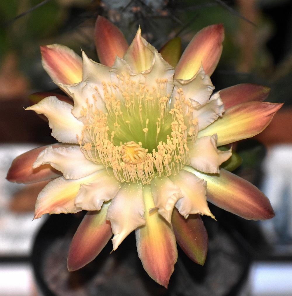 Photo of Ucle (Cereus forbesii) uploaded by Orsola