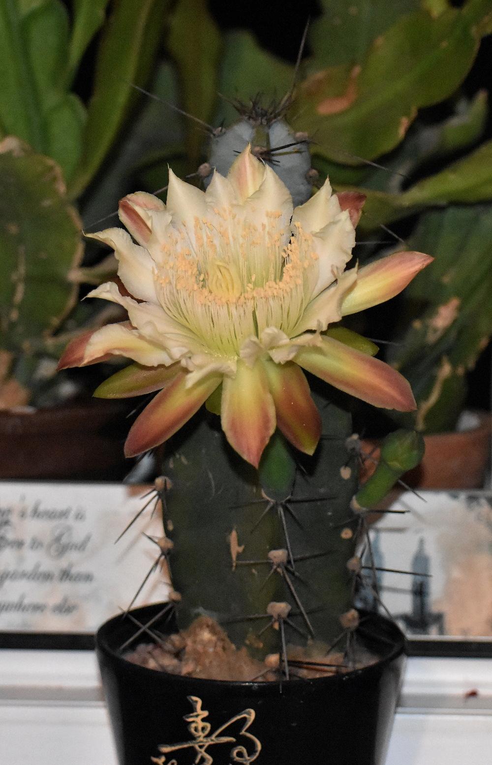 Photo of Ucle (Cereus forbesii) uploaded by Orsola
