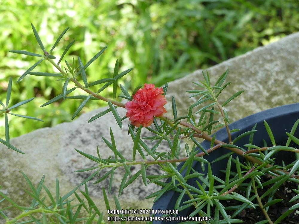 Photo of Moss Rose (Portulaca grandiflora) uploaded by Peggy8b