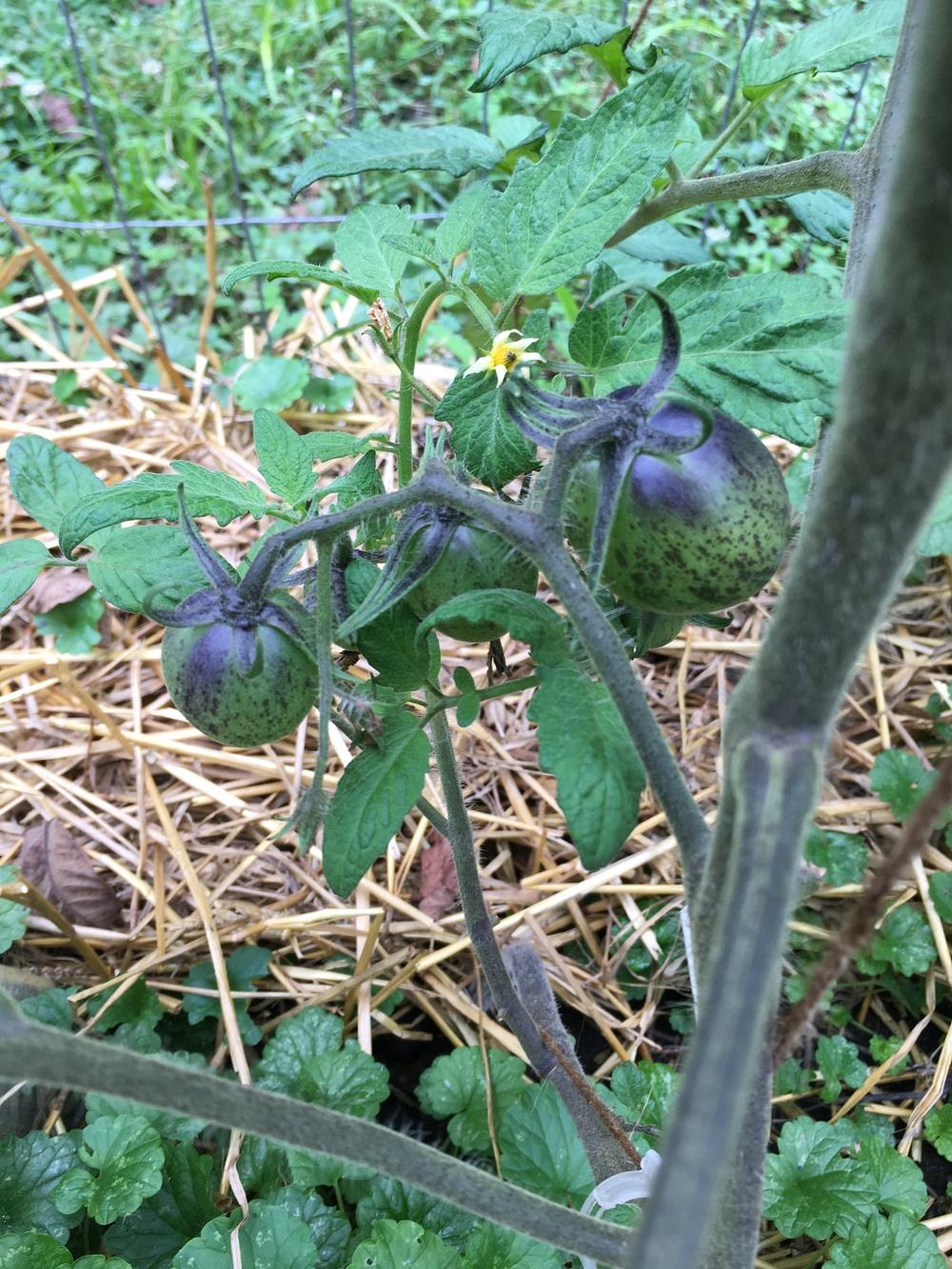 Photo of Tomato (Solanum lycopersicum 'Dark Galaxy') uploaded by antsinmypants