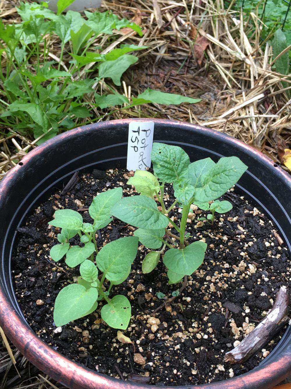 Photo of Potatoes (Solanum tuberosum) uploaded by antsinmypants