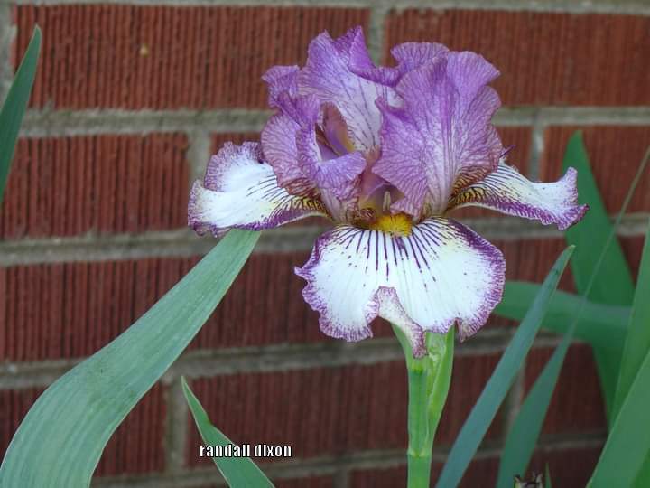 Photo of Tall Bearded Iris (Iris 'Apollo One') uploaded by arilbred
