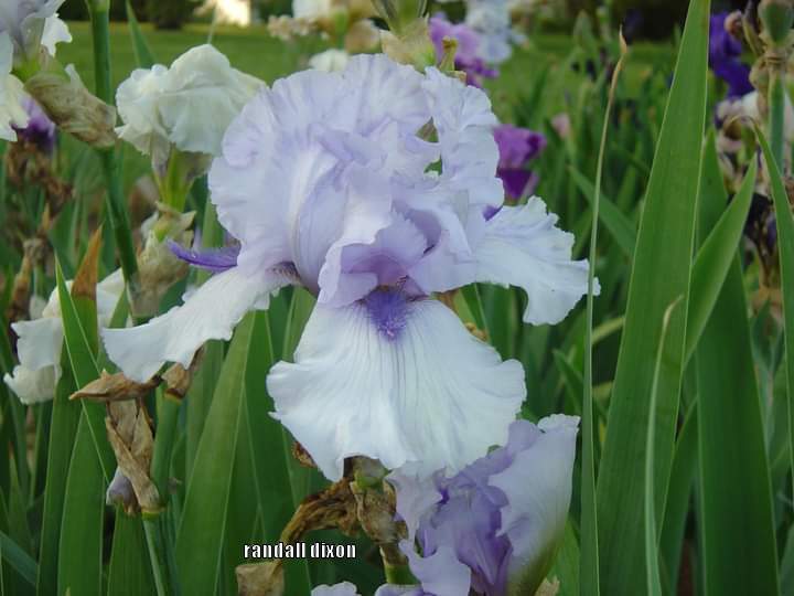 Photo of Tall Bearded Iris (Iris 'Alien Mist') uploaded by arilbred