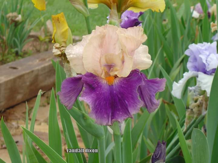 Photo of Tall Bearded Iris (Iris 'Balderdash') uploaded by arilbred