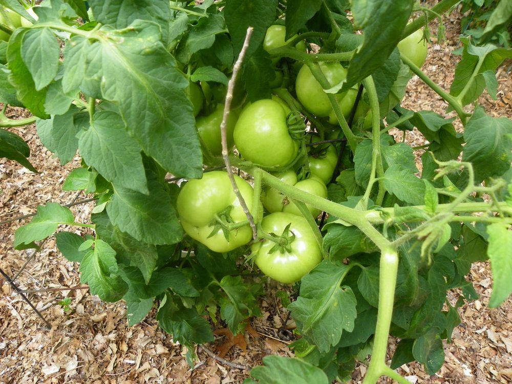 Photo of Tomato (Solanum lycopersicum 'Bush Champion II F1') uploaded by Newyorkrita