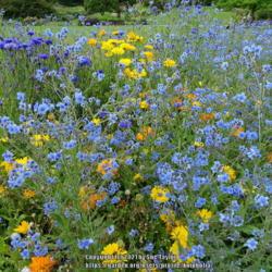 Location: RHS Harlow Carr, Yorkshire, UK
Date: 2021-07-15
in an annuals seed mix