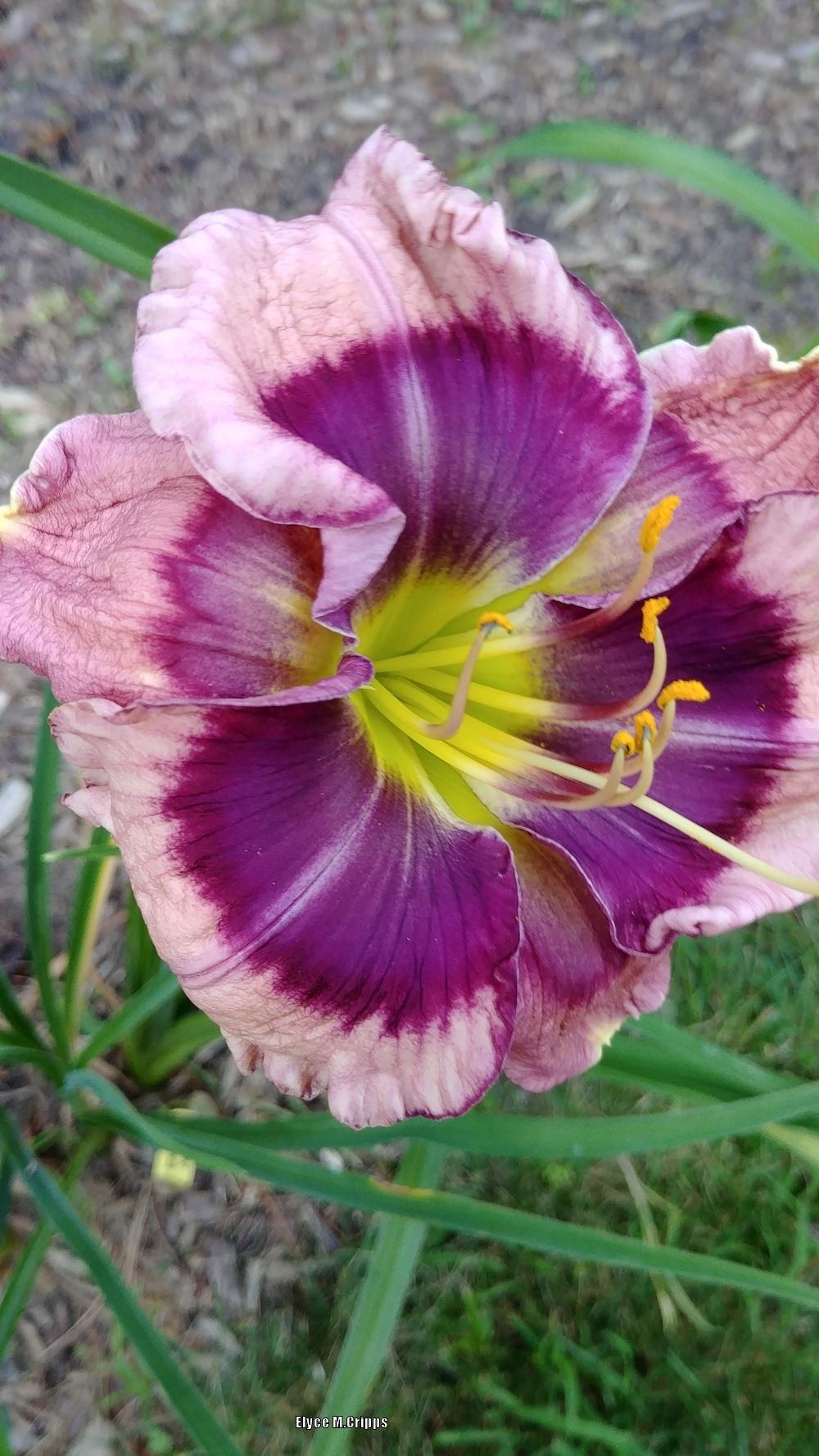 Photo of Daylily (Hemerocallis 'Across the Great Divide') uploaded by ElyceC