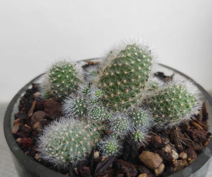 Photo of Flame Crown Cactus (Aylostera deminuta) uploaded by Kaktus