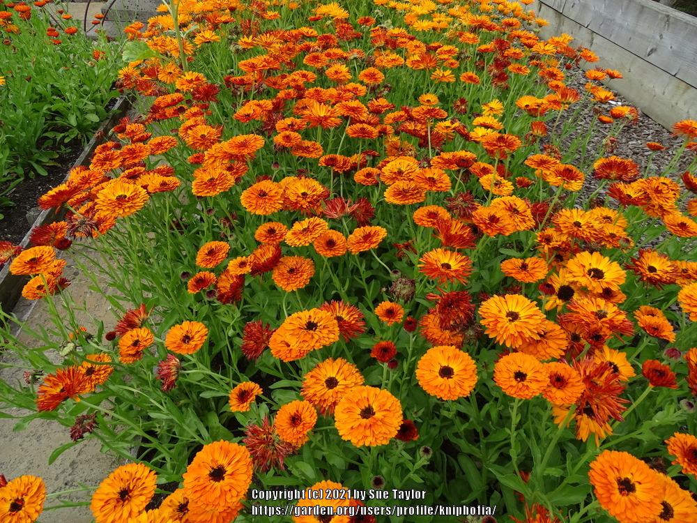Photo of Pot Marigold (Calendula officinalis 'Touch of Red') uploaded by kniphofia