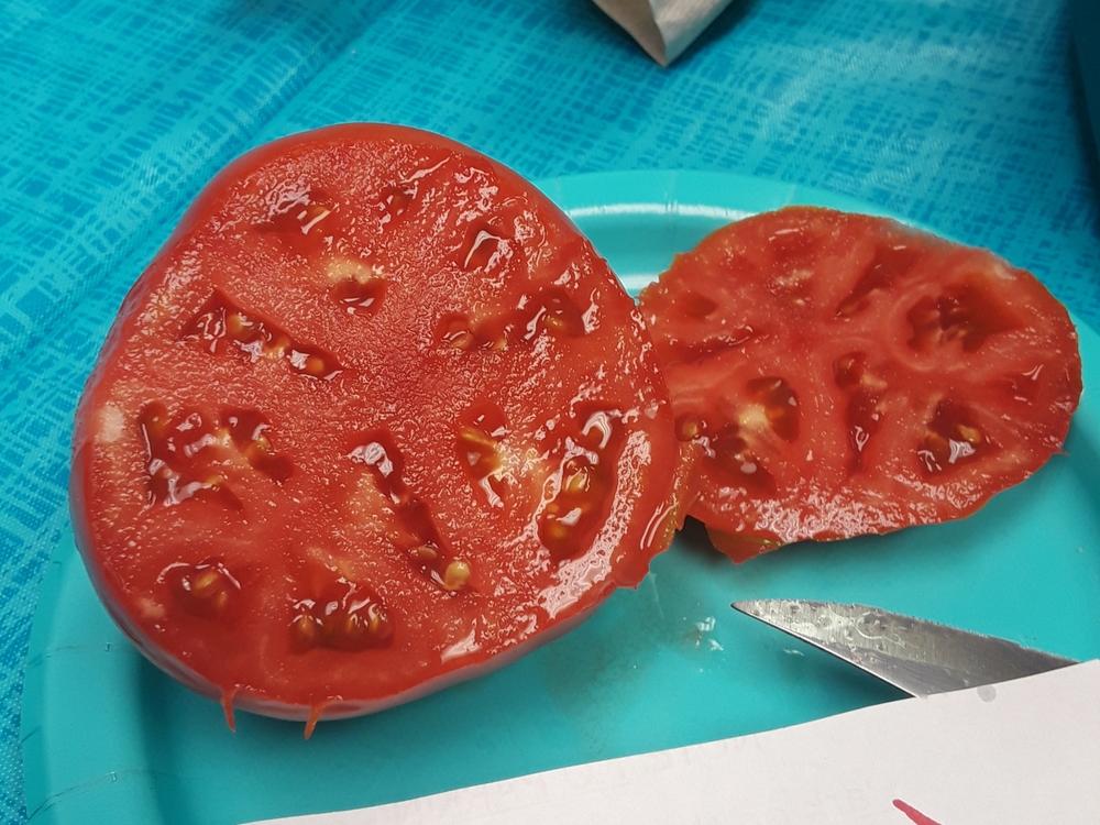 Photo of Tomato (Solanum lycopersicum 'Rhode Island Early') uploaded by sallyg