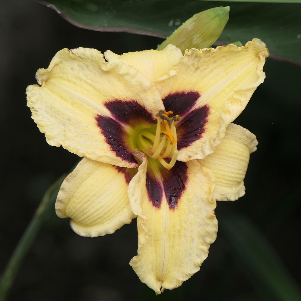 Photo of Daylily (Hemerocallis 'Siloam Ury Winniford') uploaded by MarksPark