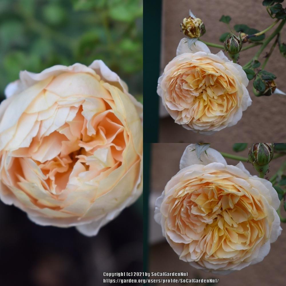 Photo of Rose (Rosa 'Golden Celebration') uploaded by SoCalGardenNut