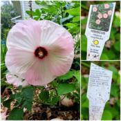 Bloom and plant tag
