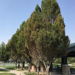 Location: South Jordan, Utah, United States
Date: 2021-07-24
These trees probably belong to either the cultivars 'Frans Fontai