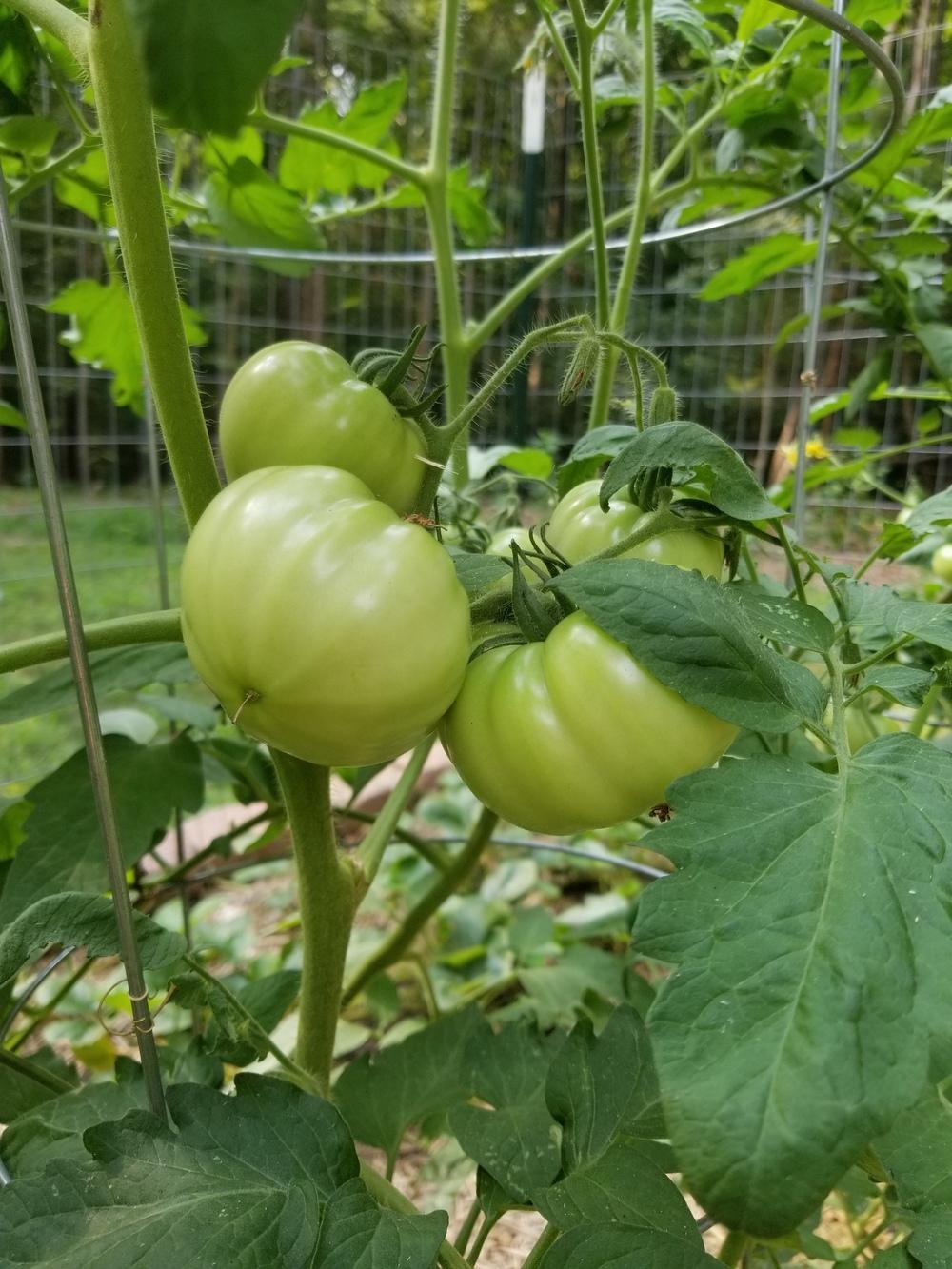 Photo of Tomatoes (Solanum lycopersicum) uploaded by JLO111