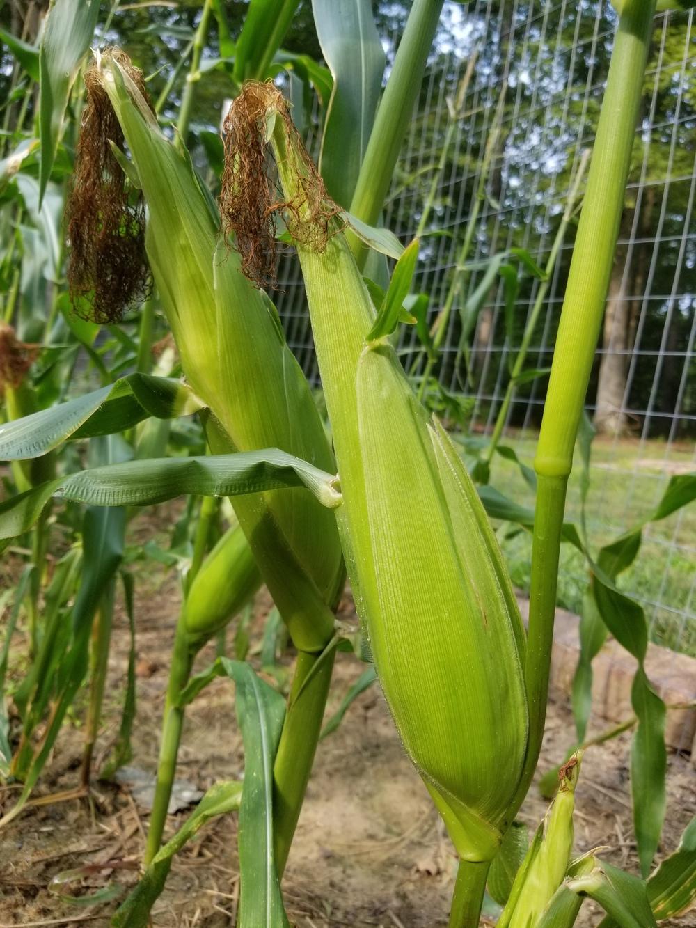 Photo of Corn (Zea mays subsp. mays) uploaded by JLO111