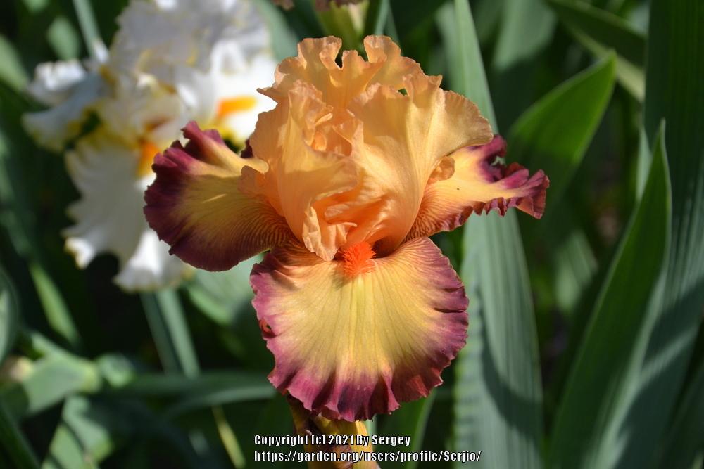 Photo of Tall Bearded Iris (Iris 'Ringtone') uploaded by Serjio