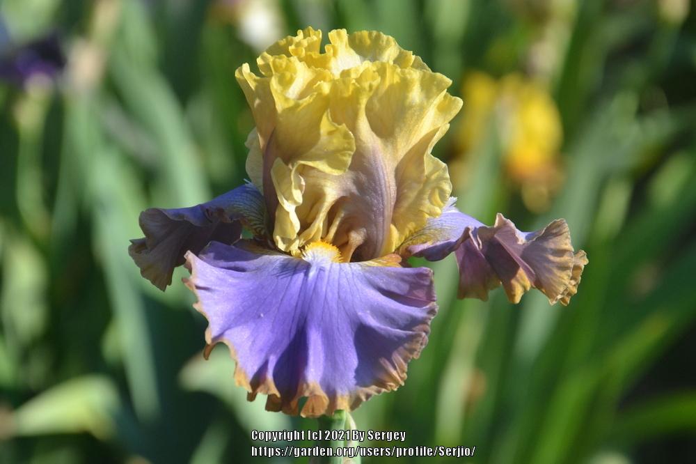 Photo of Tall Bearded Iris (Iris 'Repertoire') uploaded by Serjio
