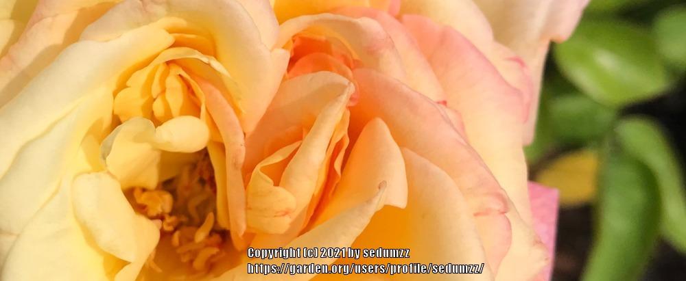 Photo of Hybrid Tea Rose (Rosa 'Peace') uploaded by sedumzz