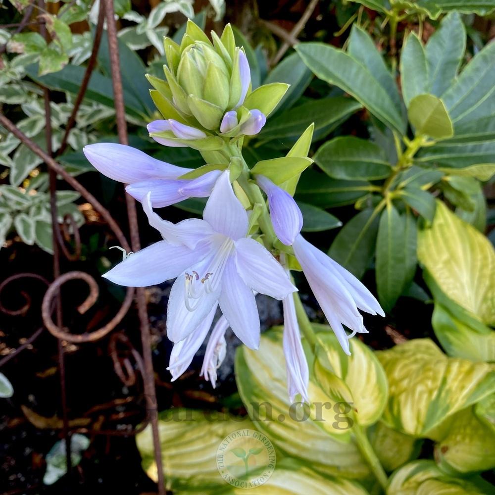 Photo of Hosta 'Stained Glass' uploaded by springcolor