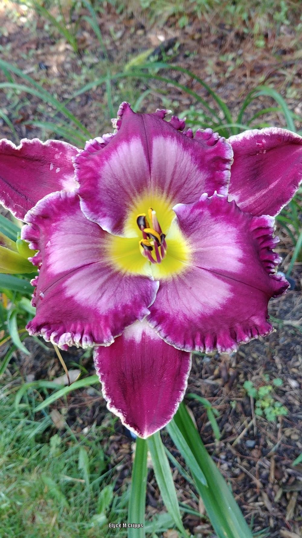Photo of Daylily (Hemerocallis 'Desire of Nations') uploaded by ElyceC