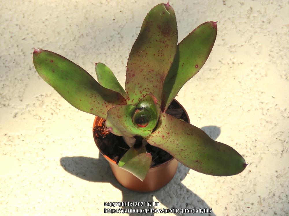 Photo of Bromeliad (Neoregelia camorimiana) uploaded by plantladylin