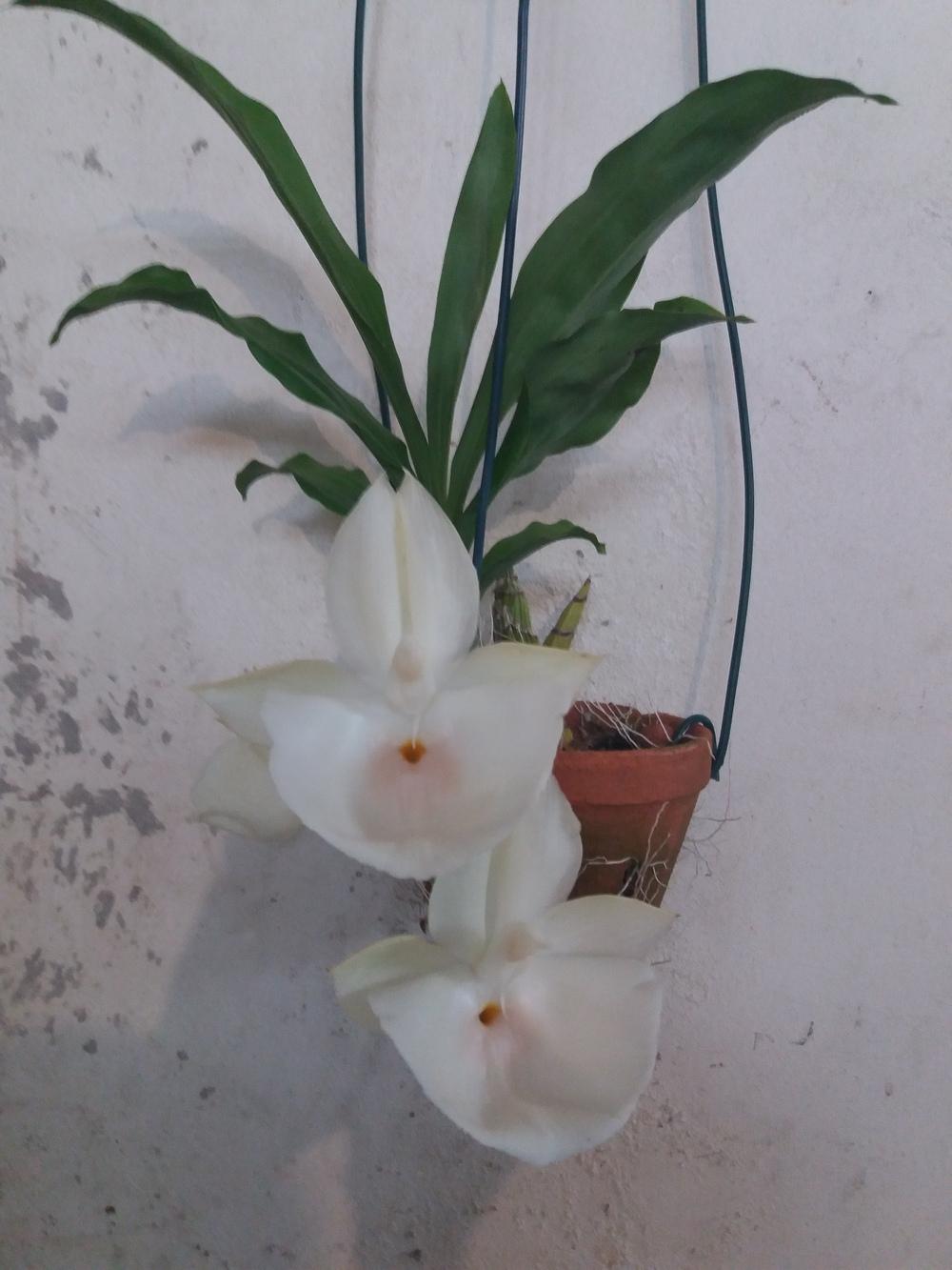 Photo of Orchid (Catasetum pileatum) uploaded by prabhisetty