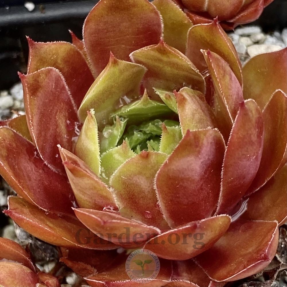 Photo of Hen and Chicks (Sempervivum 'Video') uploaded by springcolor