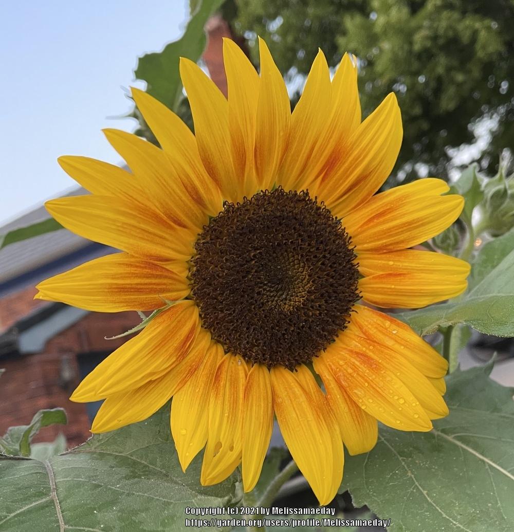 Photo of Sunflower (Helianthus annuus 'Evening Sun') uploaded by Melissamaeday