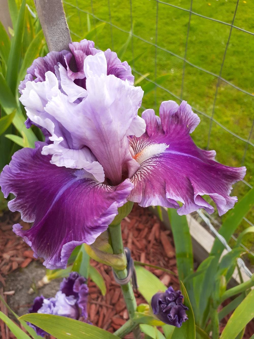 Photo of Tall Bearded Iris (Iris 'Avenue of Dreams') uploaded by PaulaHocking